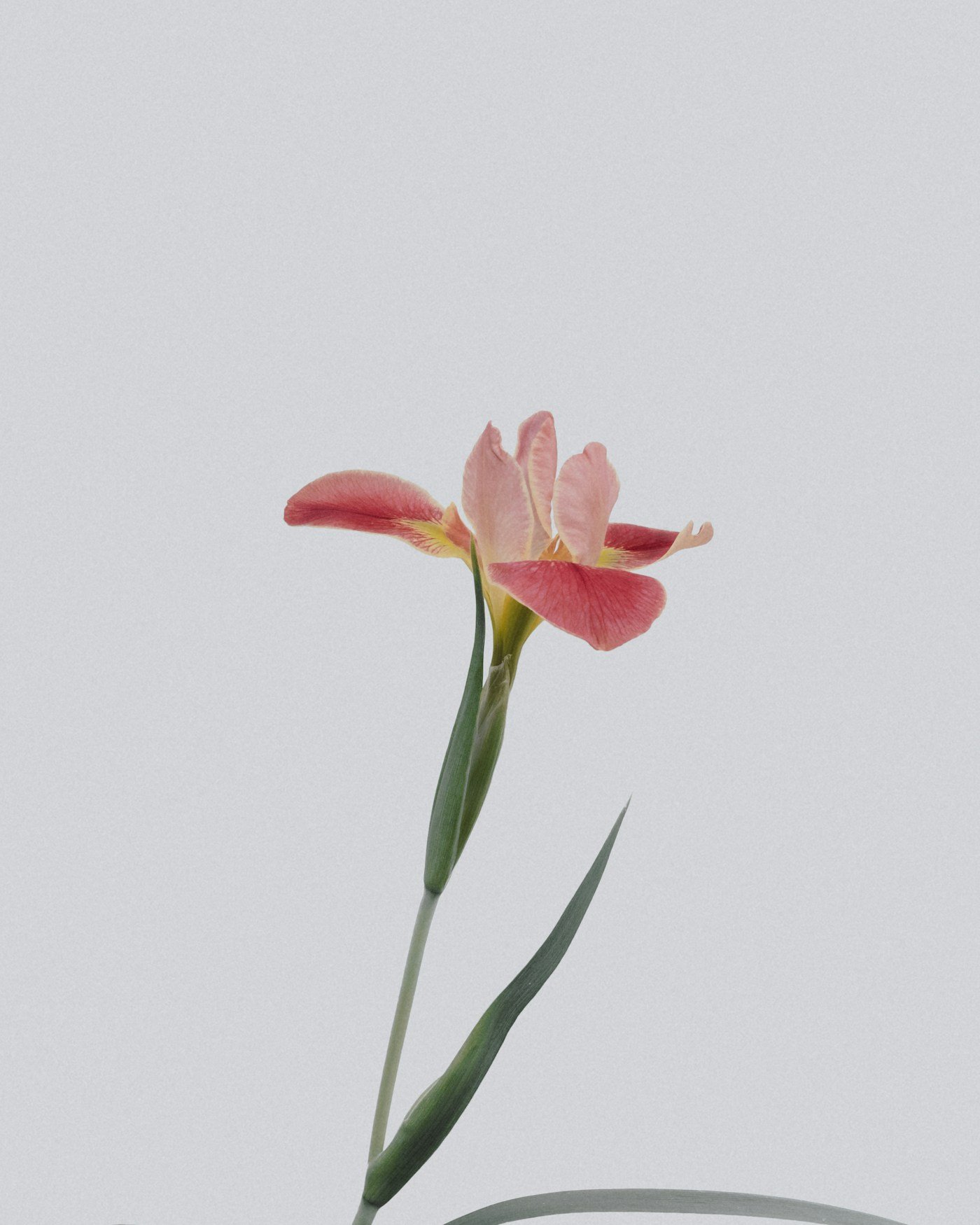 Delicate fresh flowers